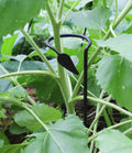 Plant Stake