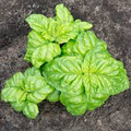Sweet Basil Seeds | Heirloom, Non-GMO | Culinary Herb | 14-18" Tall | 65 Days to Maturity | USDA Zones 3-10 |